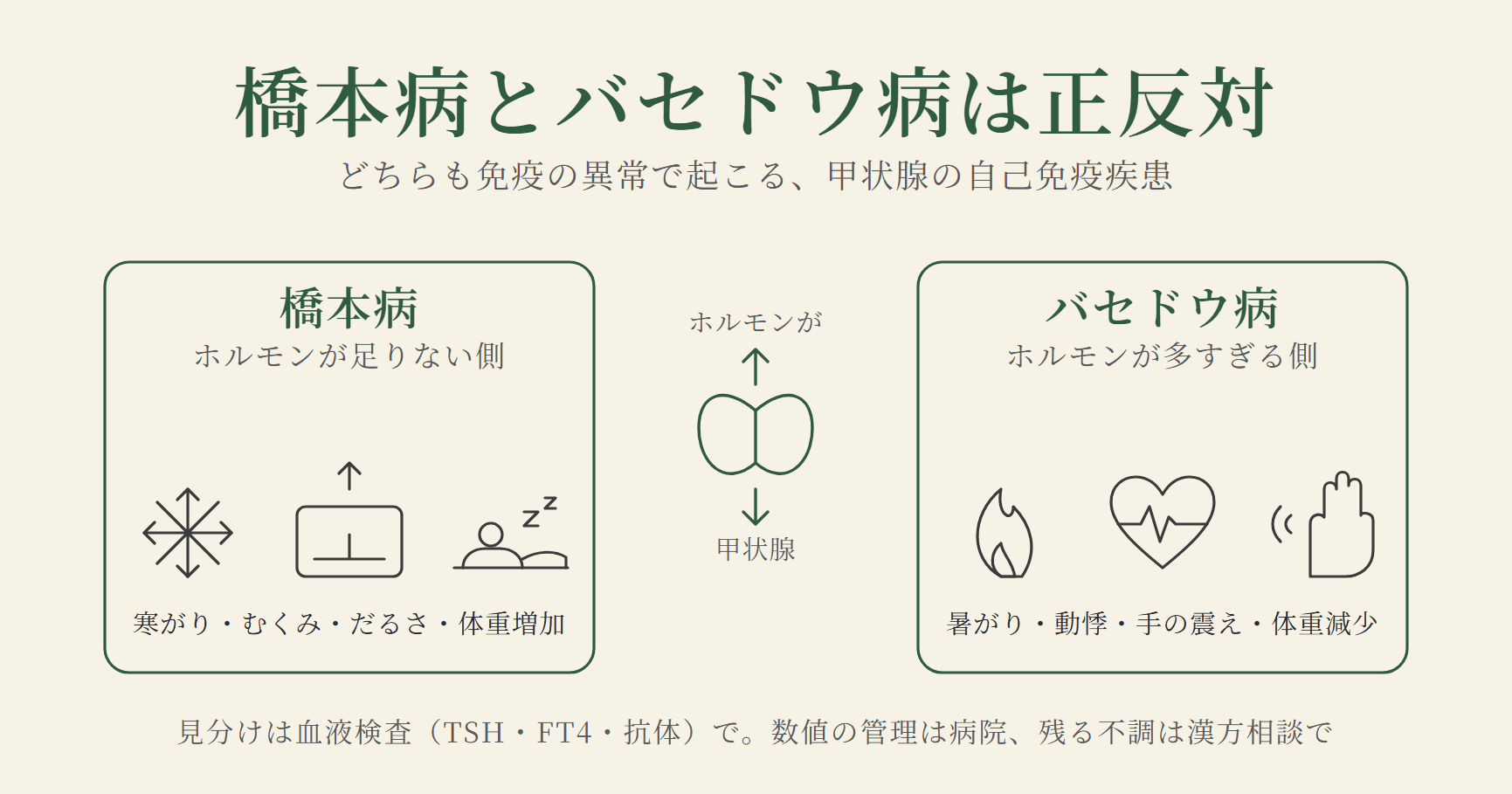 橋本病とバセドウ病の違い。橋本病はホルモンが足りない側で寒がり・むくみ・だるさ・体重増加、バセドウ病は多すぎる側で暑がり・動悸・手の震え・体重減少。見分けは血液検査で