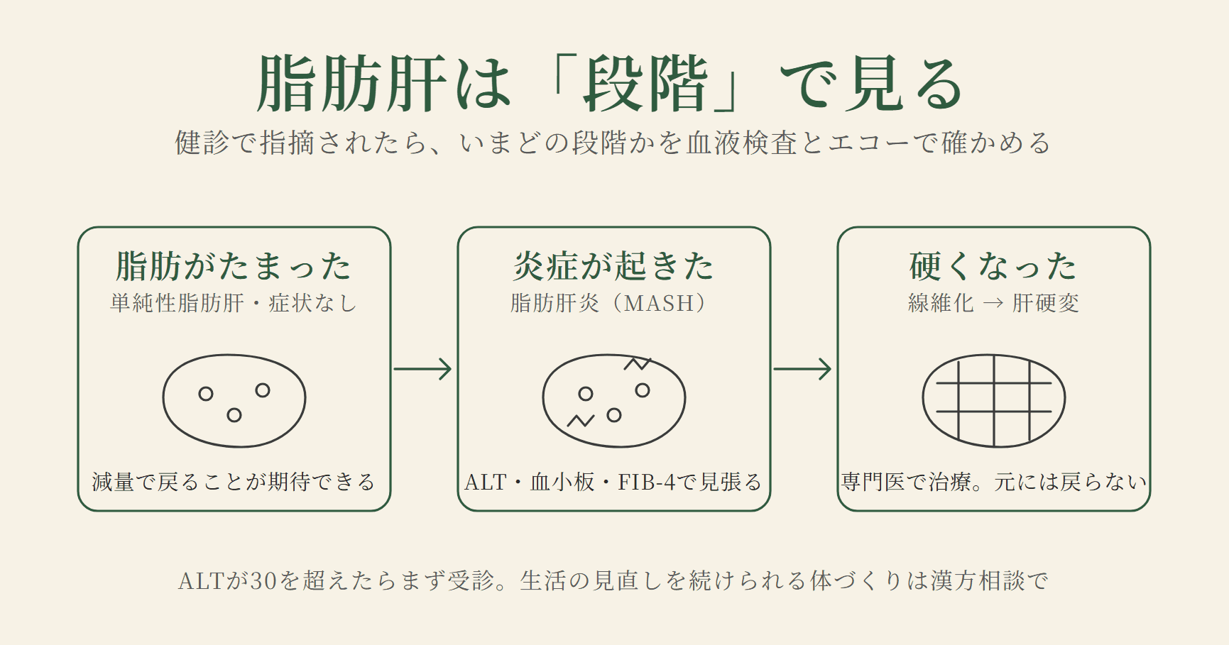 脂肪肝（MASLD）｜健診で指摘されたら